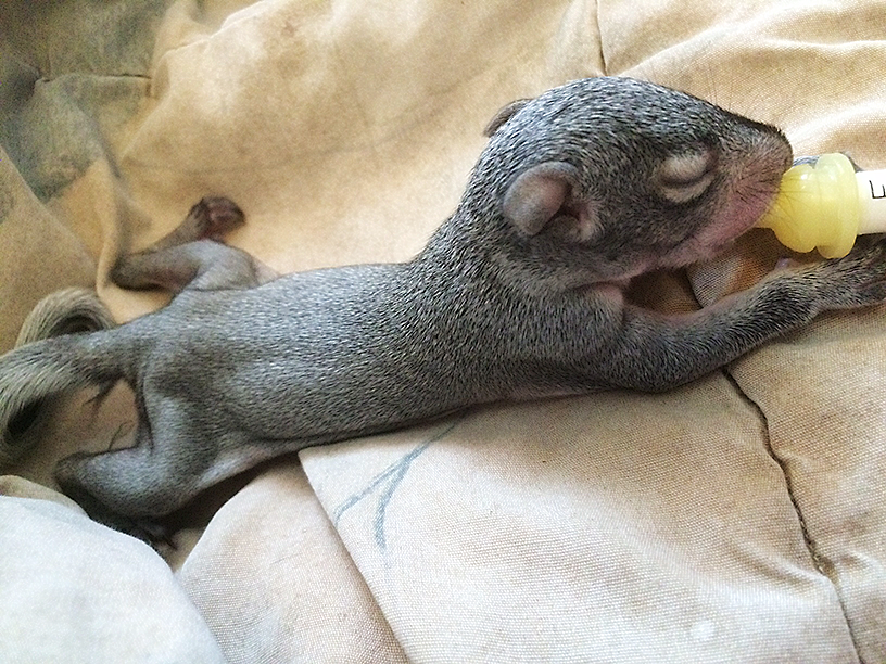 squirrel_baby