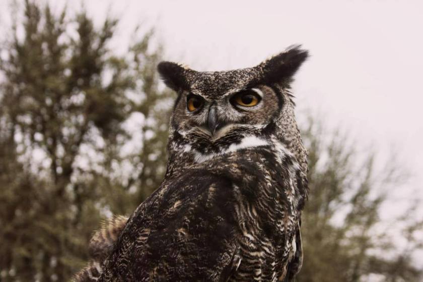 great horned owl.jpg